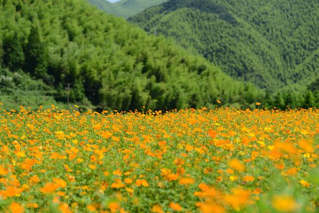 勞士特生物質(zhì)蒸汽發(fā)生器    鮮花深加工企業(yè)的好幫手！